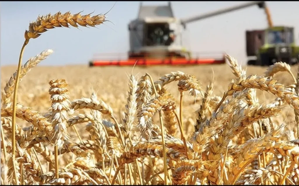 Фьючерсы на зерно падают из-за продления соглашения о зерновом коридоре в Черном море
