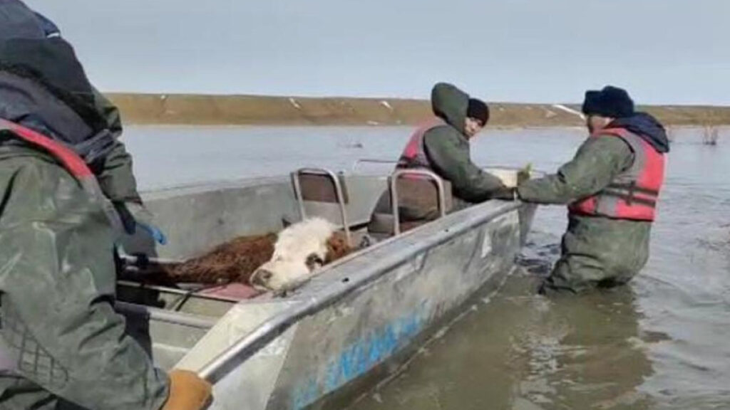 С подтопленных пастбищ Актюбинской области на лодках эвакуировали скот