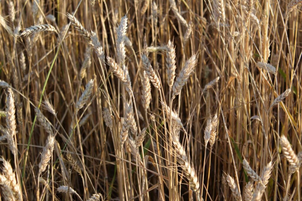 Запрет на ввоз пшеницы на полгода могут ввести в Казахстане - Bizmedia.kz