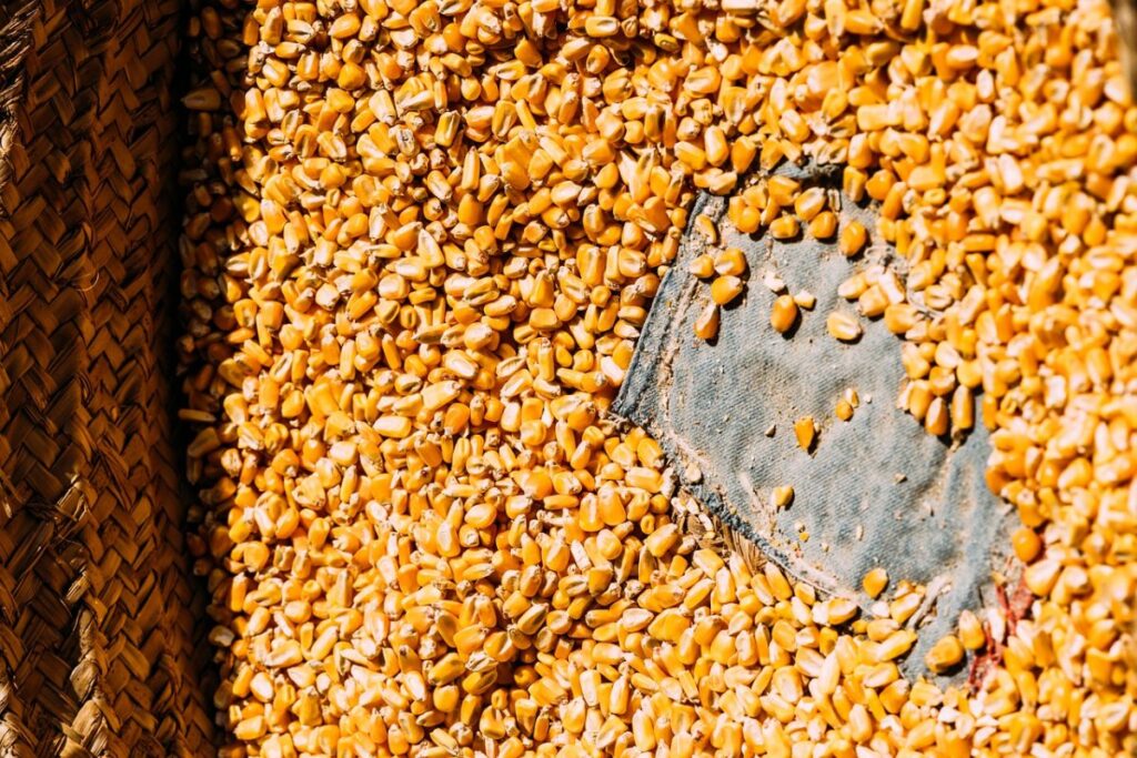 Минсельхоз внесет изменения в экспортную пошлину на зерно