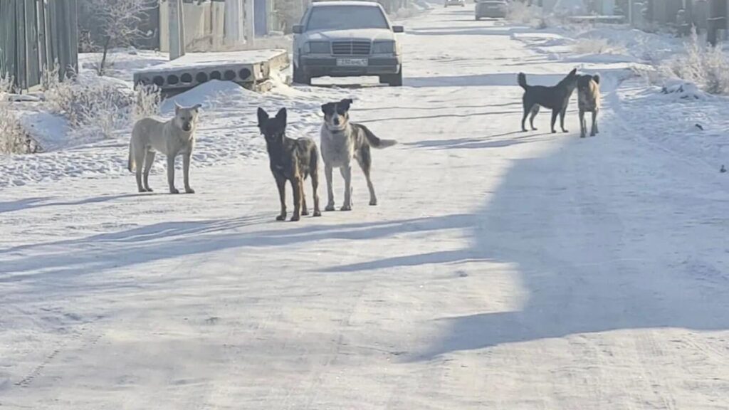 Принимайте меры - Токаев о бродячих собаках в Казахстане