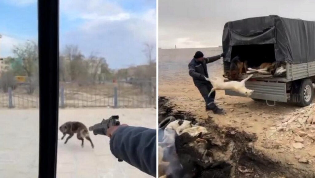 Сотрудники службы отлова бродячих собак Жанаозена снимали на видео их отстрел и сжигание