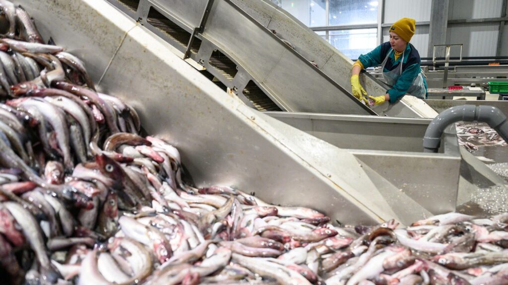В Минэкологии РК заявили, что работникам госпредприятий рыбной отрасли повысят зарплату в два раза - Bizmedia.kz