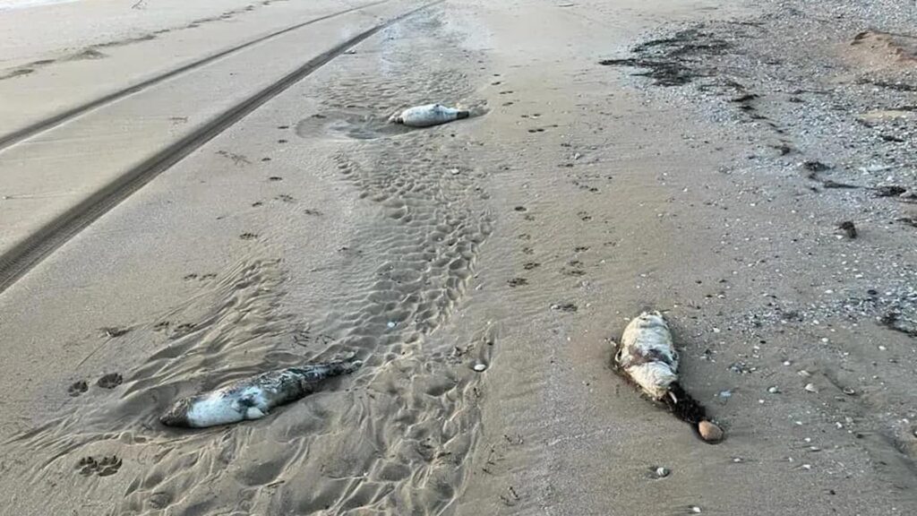 Инспекция рыбного хозяйства исследует причины смерти тюленей в Каспийском море