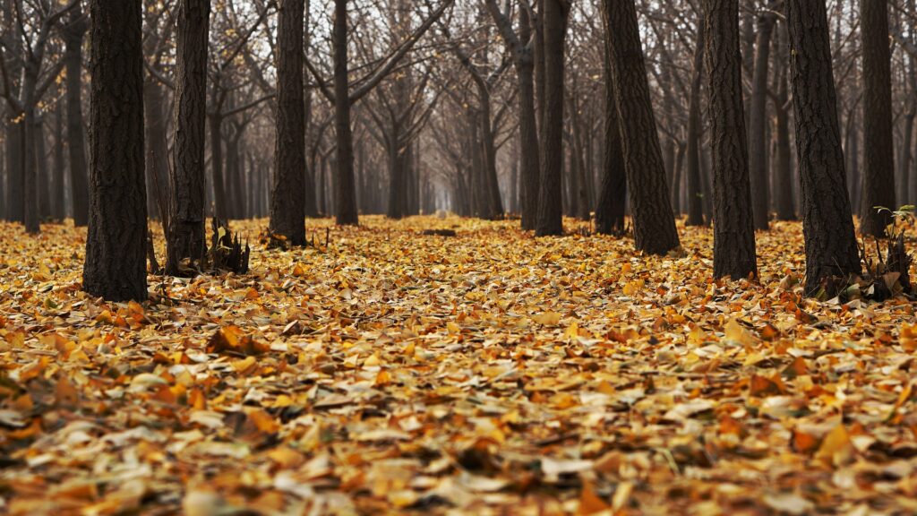 В Шымкенте массово высыхают деревья