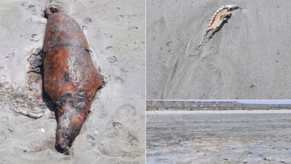Вновь обнаружены десятки мертвых тюленей на побережье Каспийского моря в Мангистауской области