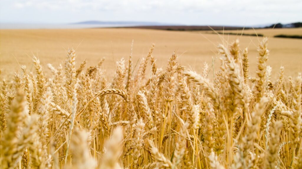 Казахстан потерял более 660 млн тенге НДС из-за контрабанды пшеницы из России - Bizmedia.kz