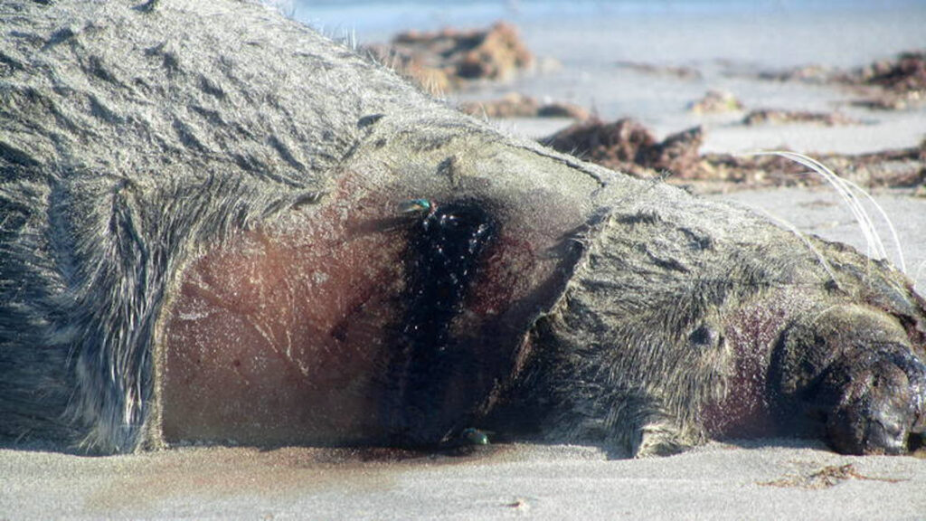 У берега в Актау вновь был найден мертвый тюлень