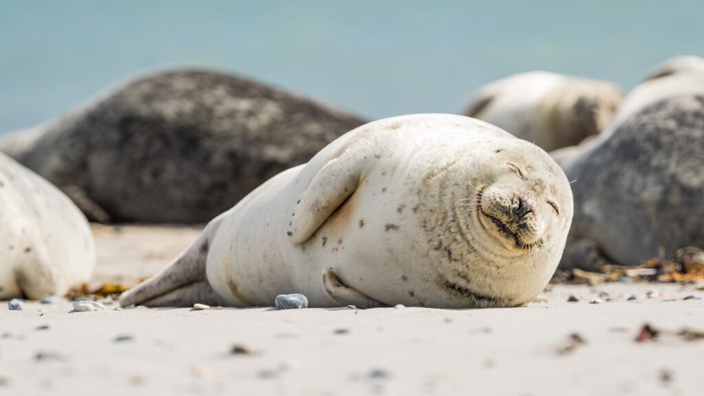 Ученые обвиняют человека в смерти найденного в Актау тюленя