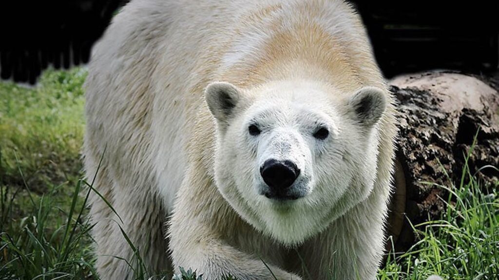 В алматинском зоопарке появилась белая медведица