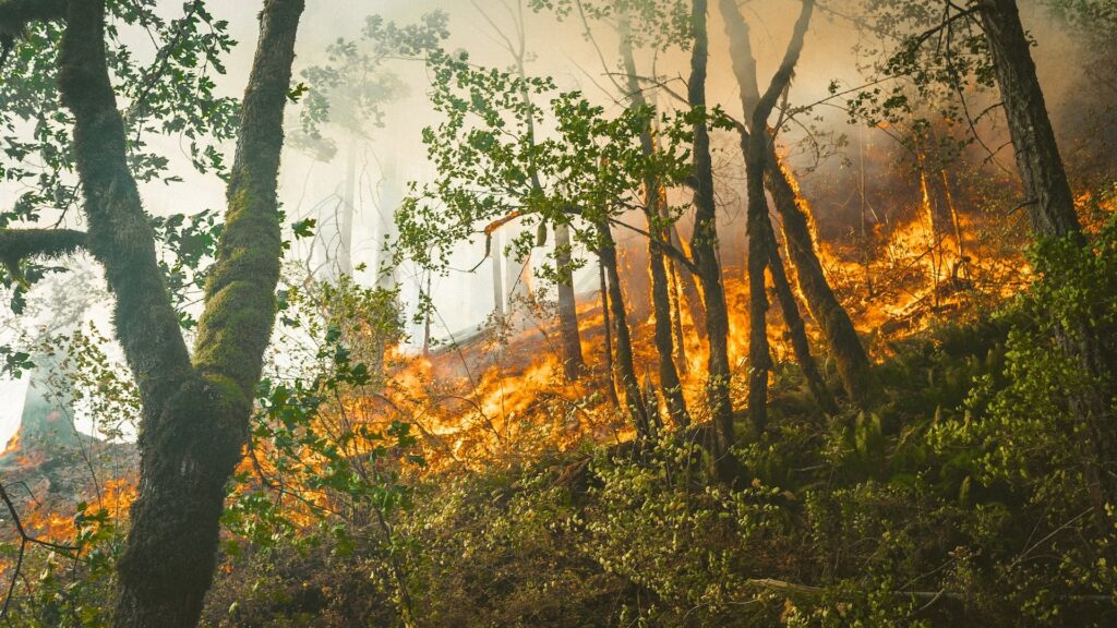 В лесу природного резервата «Семей орманы» разгорелся пожар - Bizmedia.kz