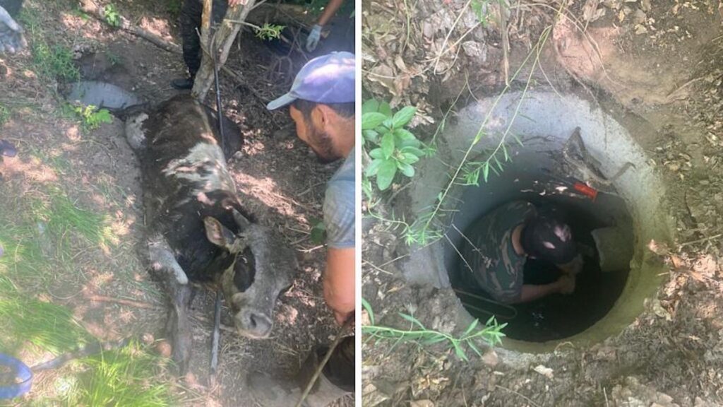 В Усть-Каменогорске спасатели помогли теленку выбраться из глубокой ямы