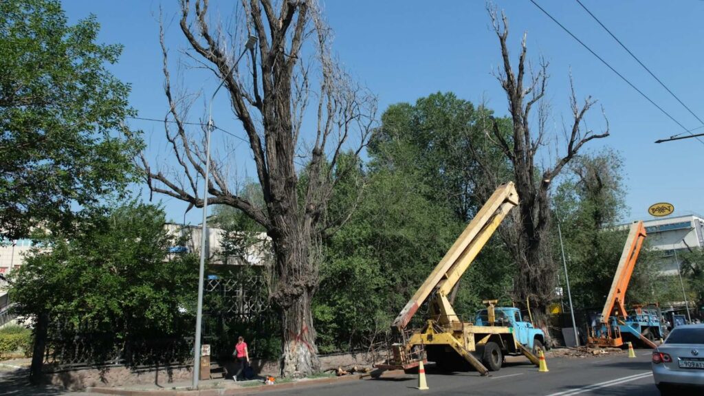 Акимат Алматы разъяснил вопросы вырубки деревьев