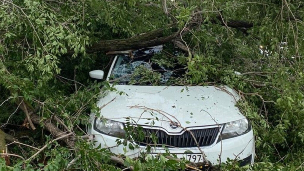 На автомобиль с водителем дерево упало в Уральске