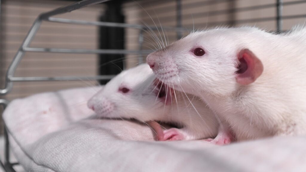 Две крысы в клетке