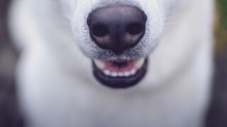 Намерены ли в Казахстане вводить налог на собак? Ответ дали в министерстве экономики