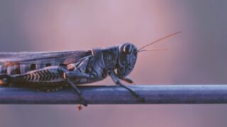 Борьба с саранчой: правительство опубликовало видео с мертвыми насекомыми