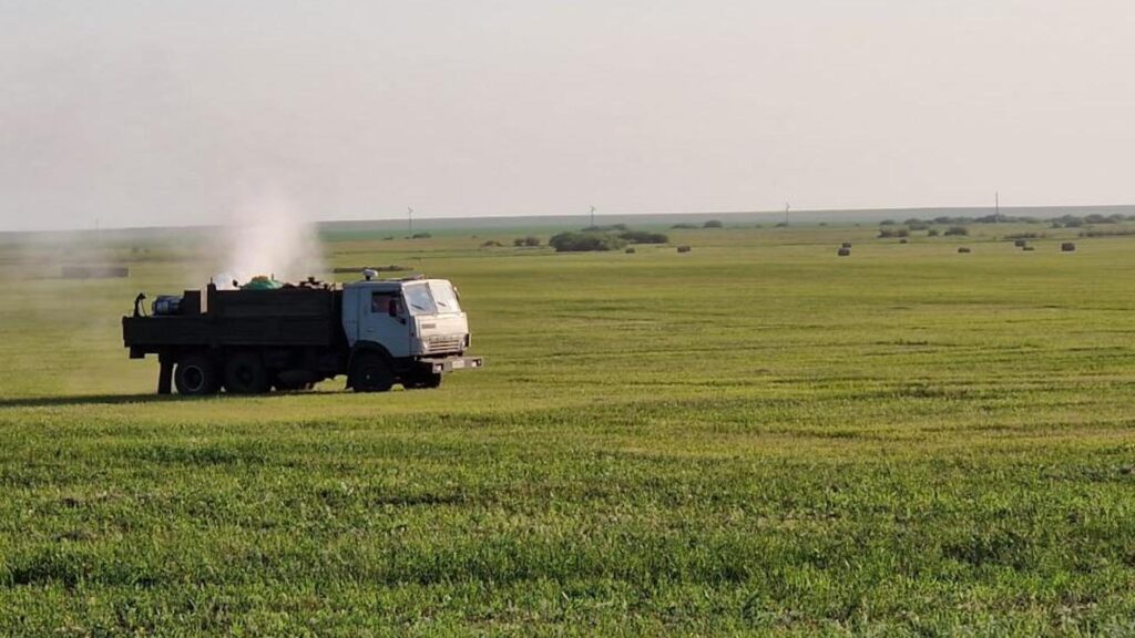 В Костанайской области саранча распространилась на 16 тыс. га сельхозугодий.