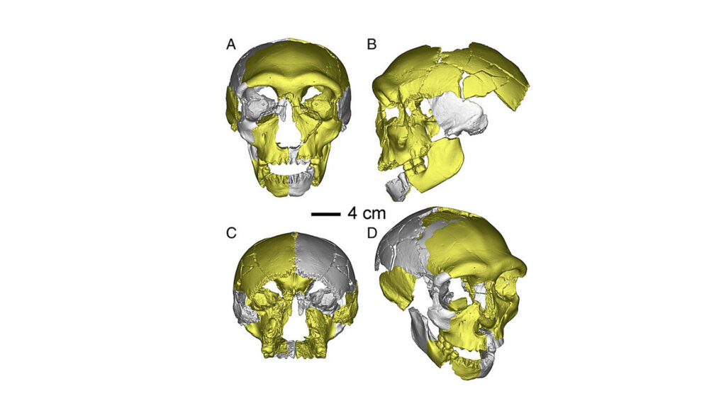 Ученые обнаружили останки представителя неизвестной эволюционной линии людей
