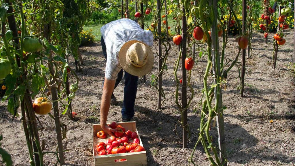 В ЕАЭС производство сельхозпродукции выросло на 2,9%