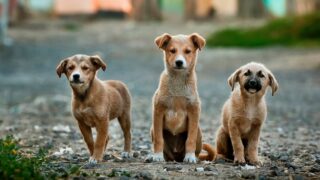 В Казахстане отлавливать бездомных животных будут по новому стандарту