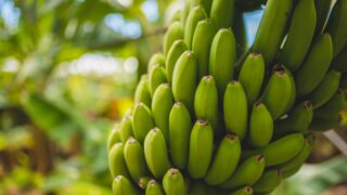 Исследователи выяснили, что бананы способны снижать воспаление в организме