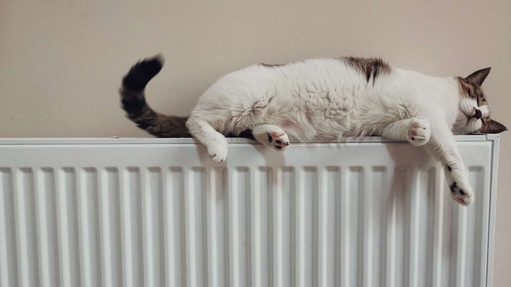 Кошка лежит на батереи отопления