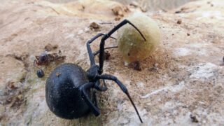 Уральск под угрозой: жители тревожатся из-за нашествия ядовитых пауков