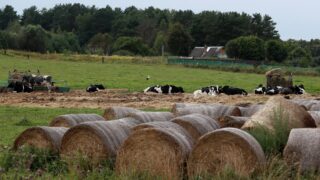 Аграрии смогут получить льготные займы на строительство молочных ферм