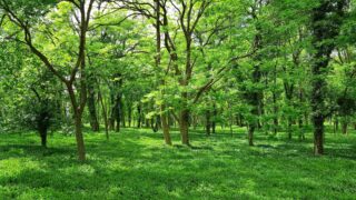 Почти на 7 тыс. га увеличилась лесистая часть госрезервата Павлодарской области