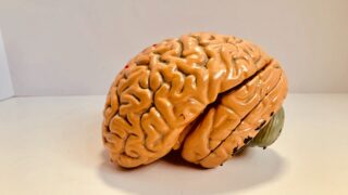 Ученые обнаружили новый способ восстанавливать повреждения головного мозга