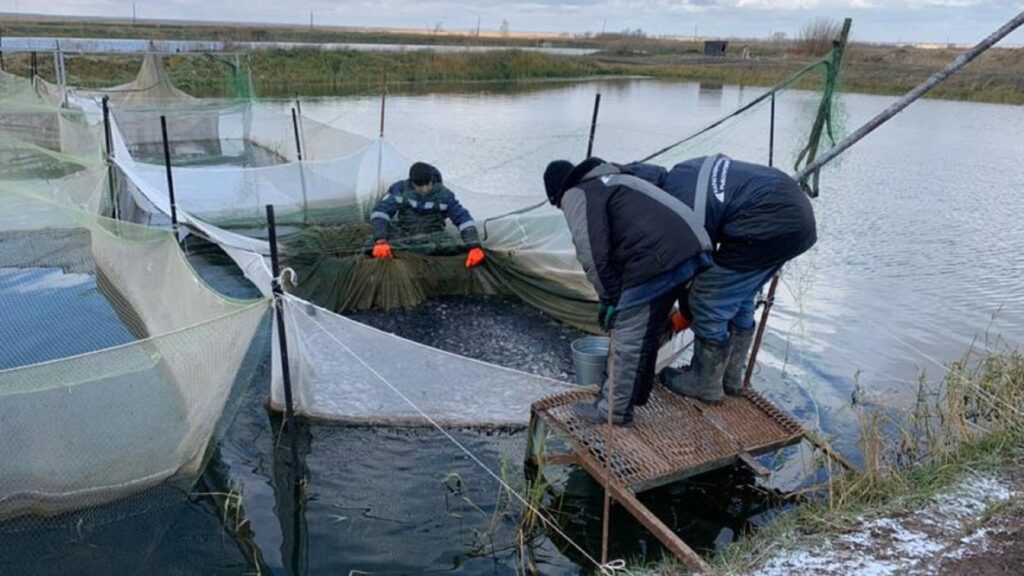 Больше 100 тысяч молодняка карпа будет выпущено в реки и озера Карагандинской области - Bizmedia.kz