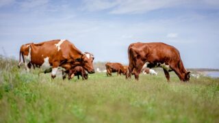 Два миллиона голов скота спишут в Казахстане из-за искажения статистики