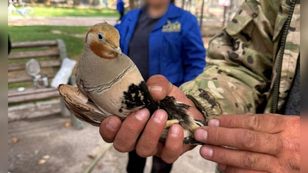 Полицейские изъяли редких птиц у жителя Шымкента и передали в зоопарк