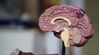 Ученые нашли способ замедлить старение мозга — и он доступен каждому