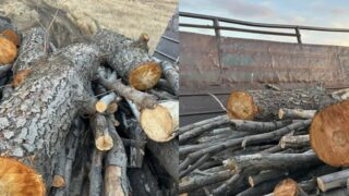 В Актюбинской области краснокнижные деревья вырубили на дрова