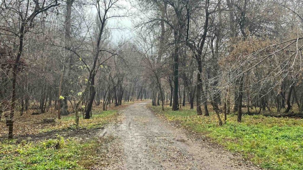 Деревья в роще Баума