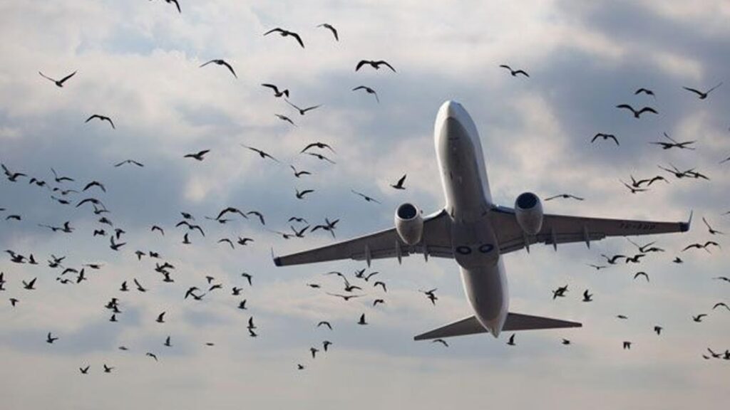 Самолет Qazaq Air выведен из строя после столкновения с птицами при посадке в Атырау