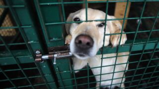 Акимат Астаны отклонил предложение об уничтожении 3000 собак в приюте «Стоп Отлов»