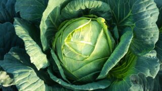 Диетолог рассказала о шести полезных свойствах обычного овоща