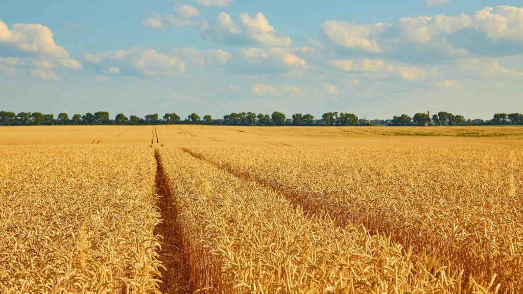 Пшеничное поле под голубым небом