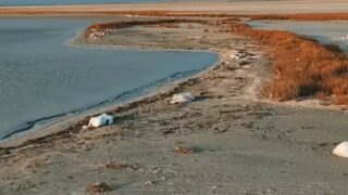 Названа причина массовой гибели лебедей на озере Караколь