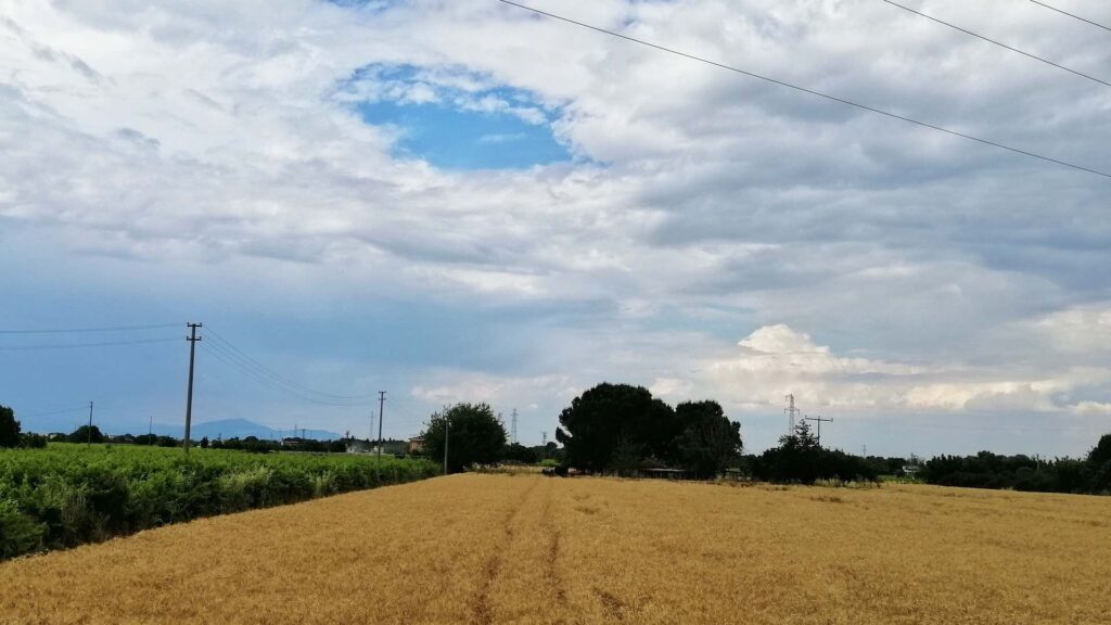 Пшеница на поле