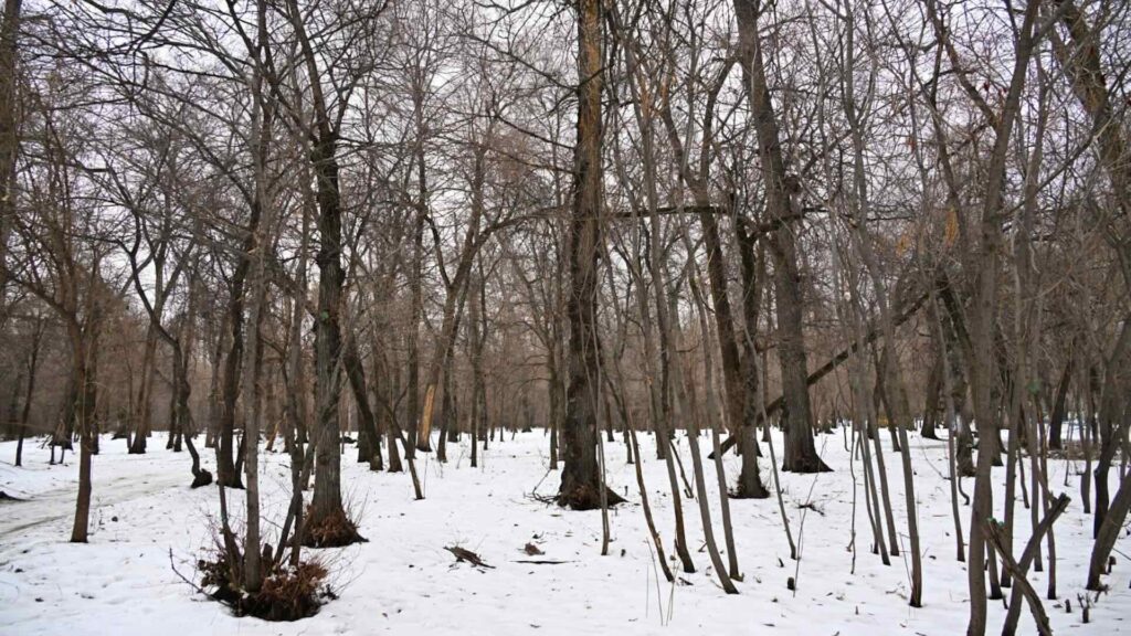 В Казахстане метели уступят место морозам