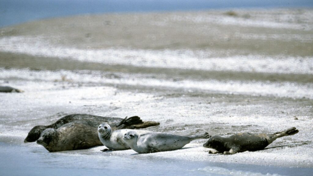 В Минэкологии Казахстана рассказали о самочувствии Каспийских тюленей_bizmedia.kz