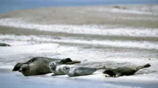 В Минэкологии Казахстана рассказали о самочувствии Каспийских тюленей