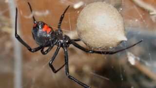 В подвале жилого дома в Актау появились ядовитые пауки