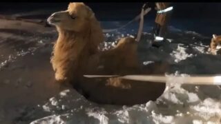 Верблюда пришлось спасать на космодроме «Байконур»