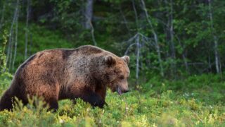 Работникам лесного хозяйства в Казахстане установлены доплаты