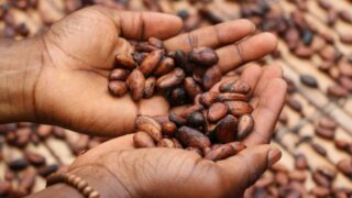 История культивирования и употребления какао насчитывает 5 тысяч лет